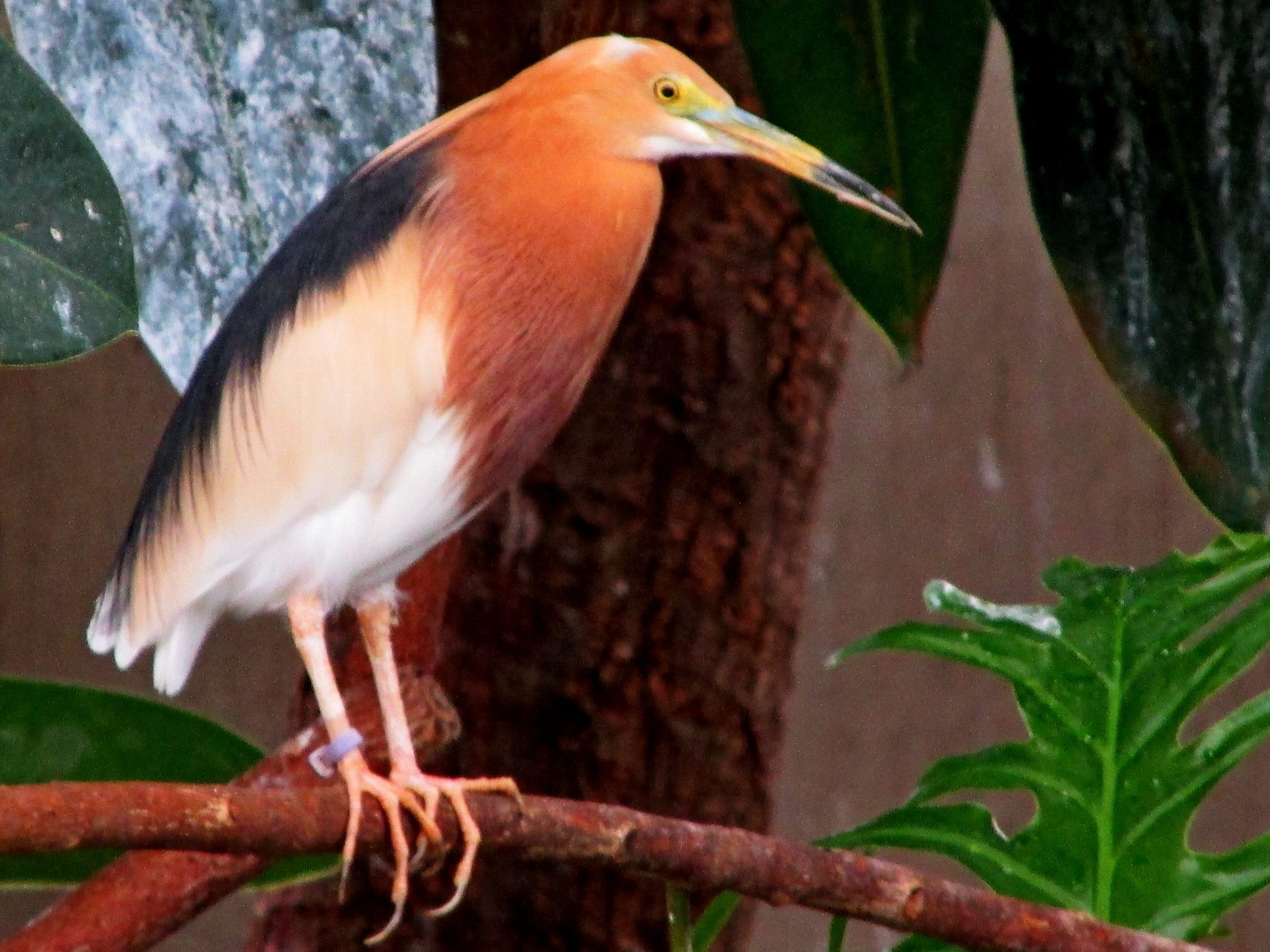 Javan Pond-heron perched on a branch