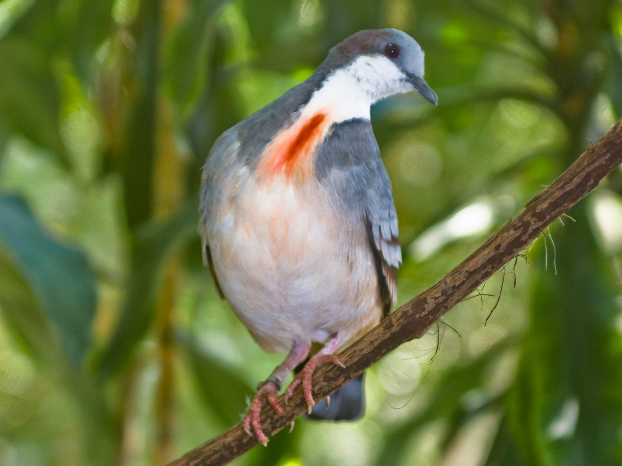 Luzon Bleeding-heart Dove perched on a branch