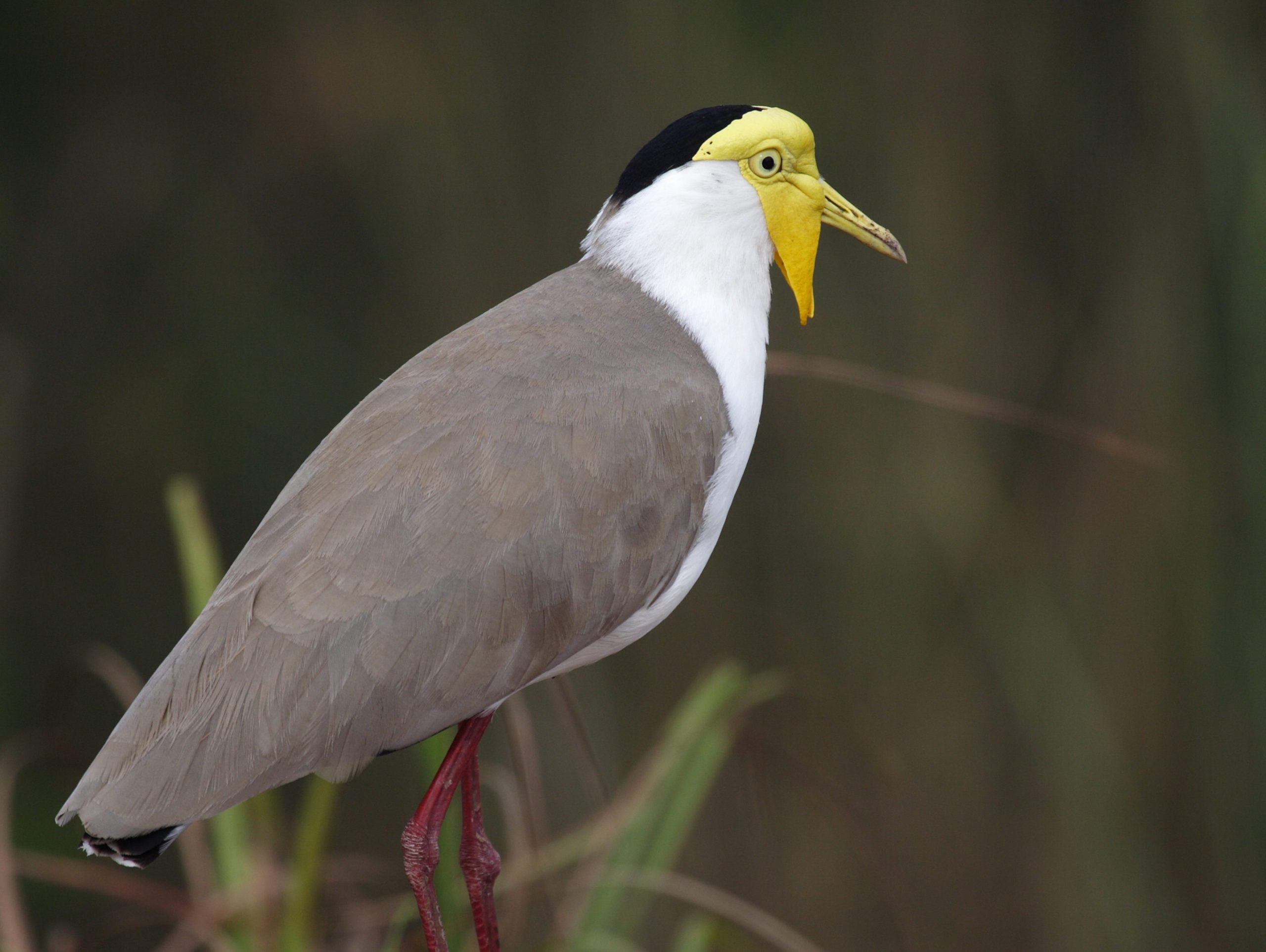 A Masked Lapwing in the water