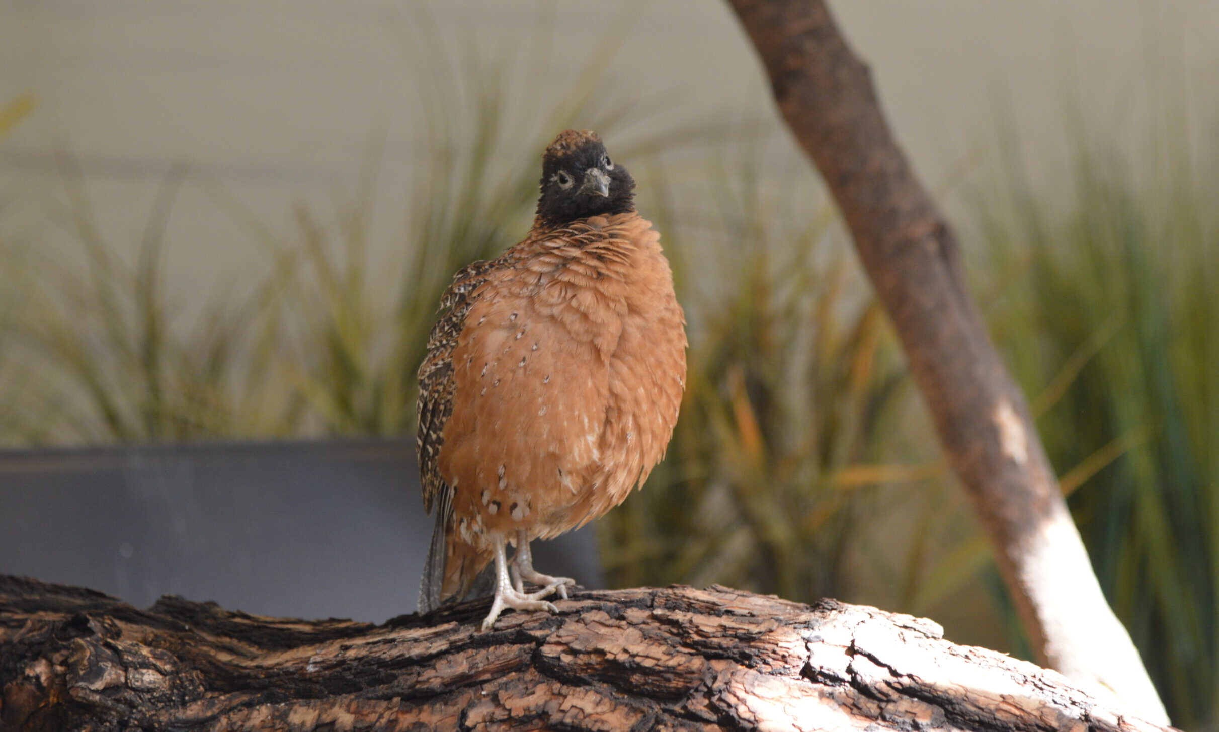 Masked Bobwhite