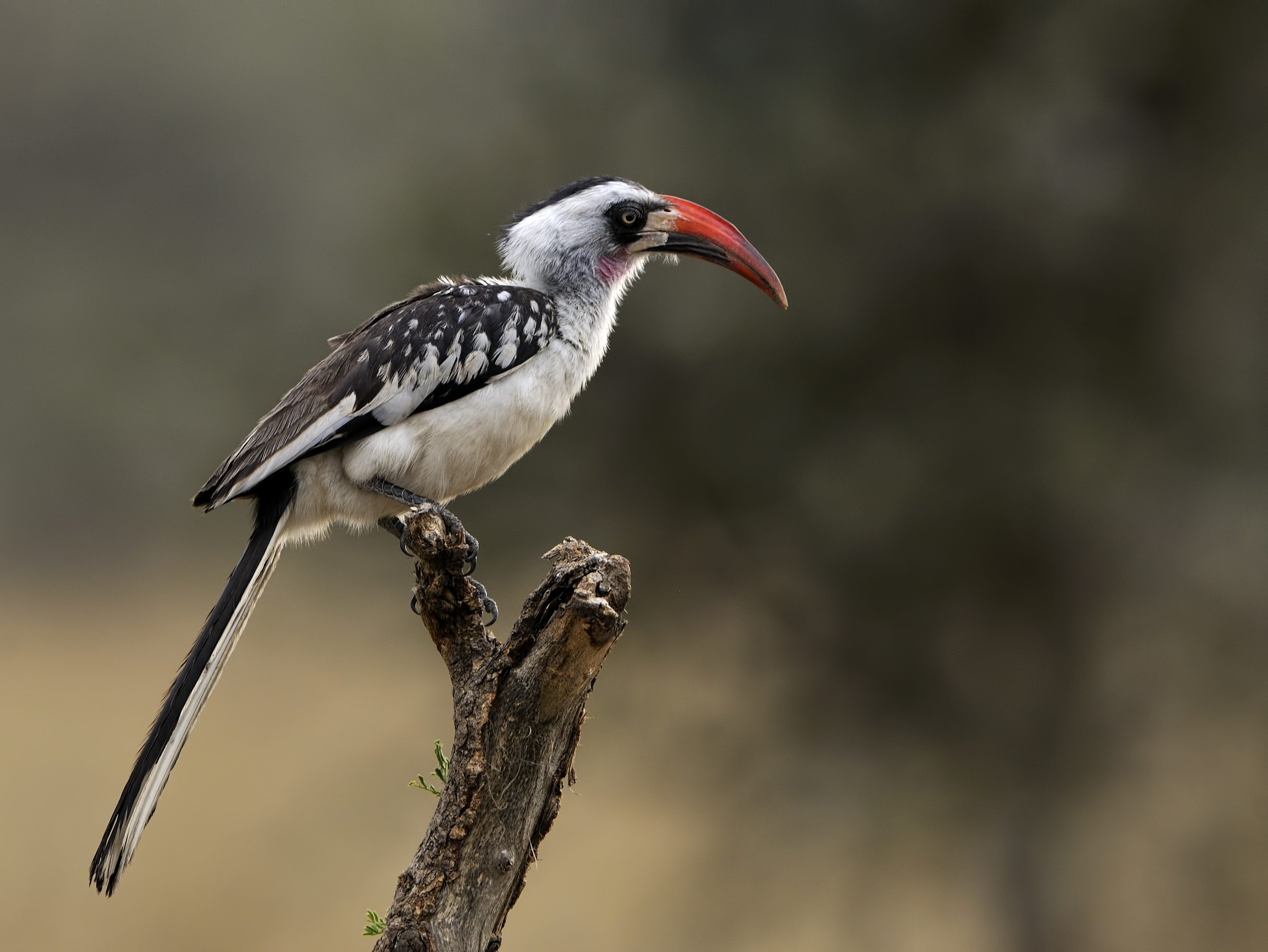 Red-billed Hornbill perched on a branch