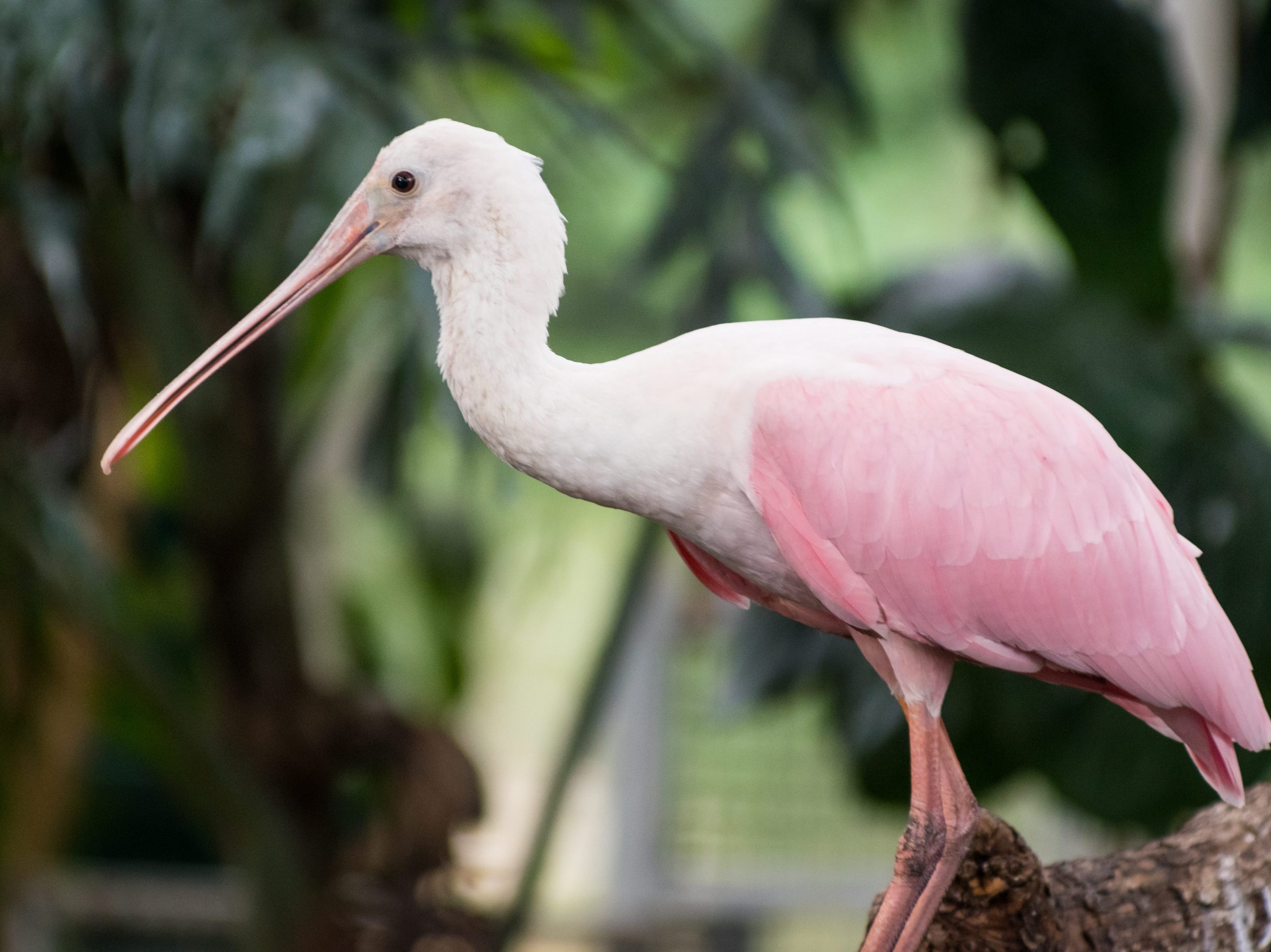 Roseate Spoonbill