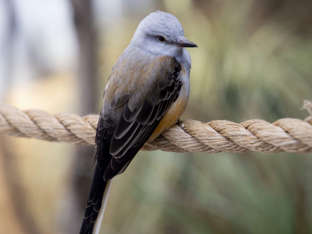 Scissor-tailed Flycatcher perched on a rope