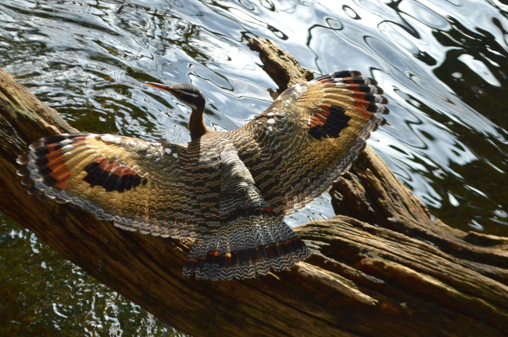 Sunbittern sunning with its wings out on a tree branch