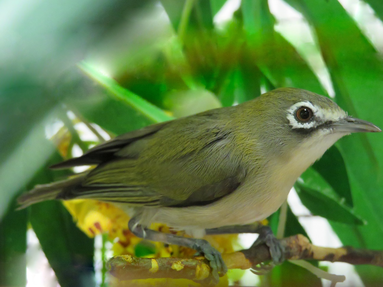 A Bridled white-eye perched on a tree branch