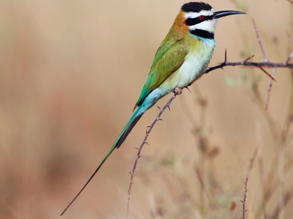 White-throated Bee-eater perched on a branch