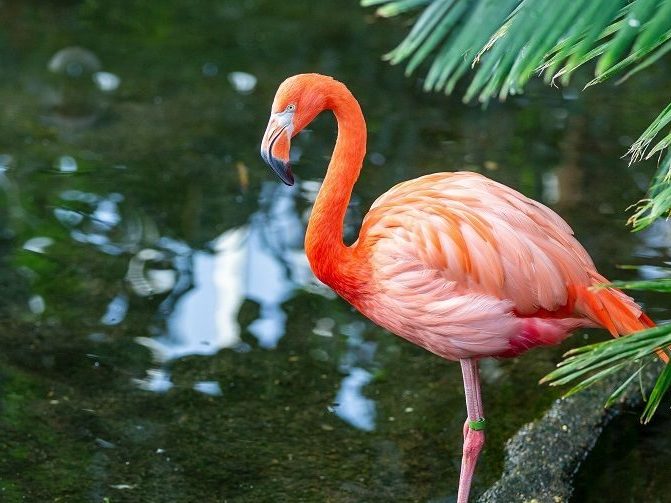 An American Flamingo standing in water