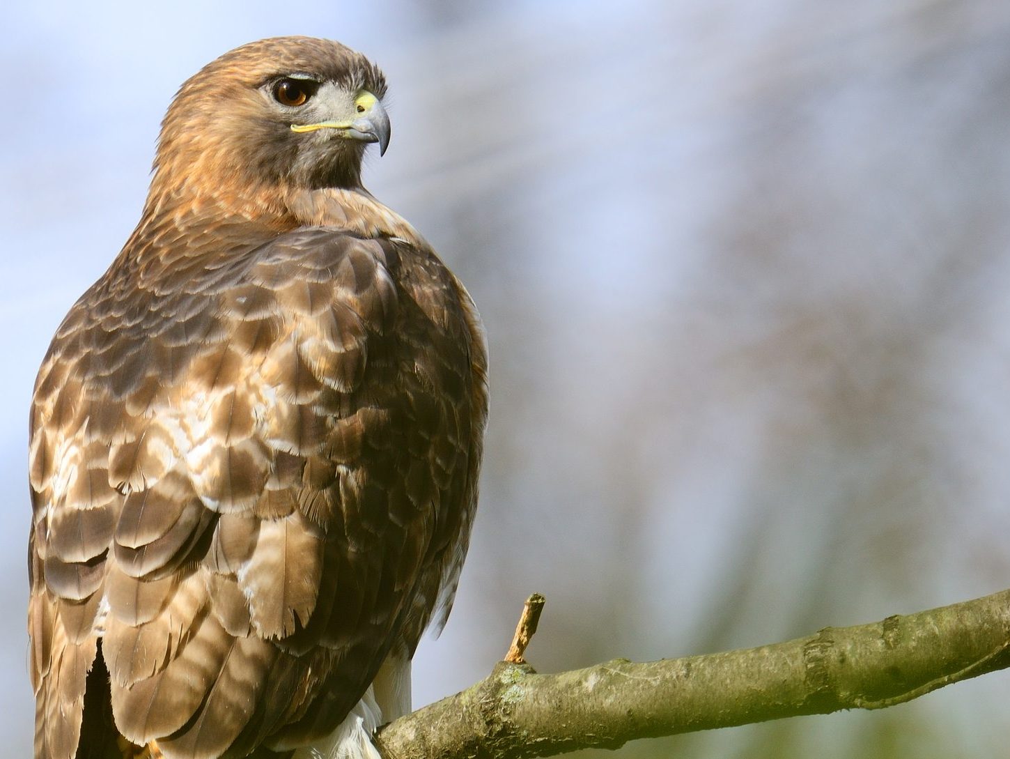 Red-tailed Hawk perched on a branch