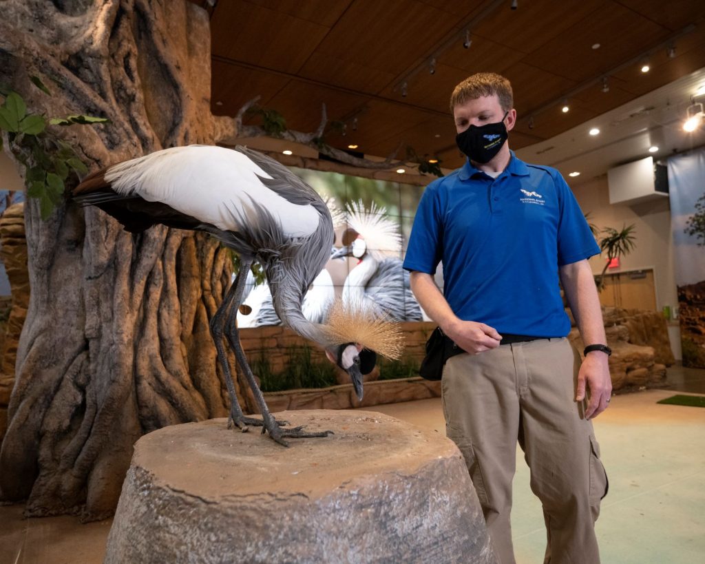 A grey crowned-crane perches on a rock with National Aviary trainer