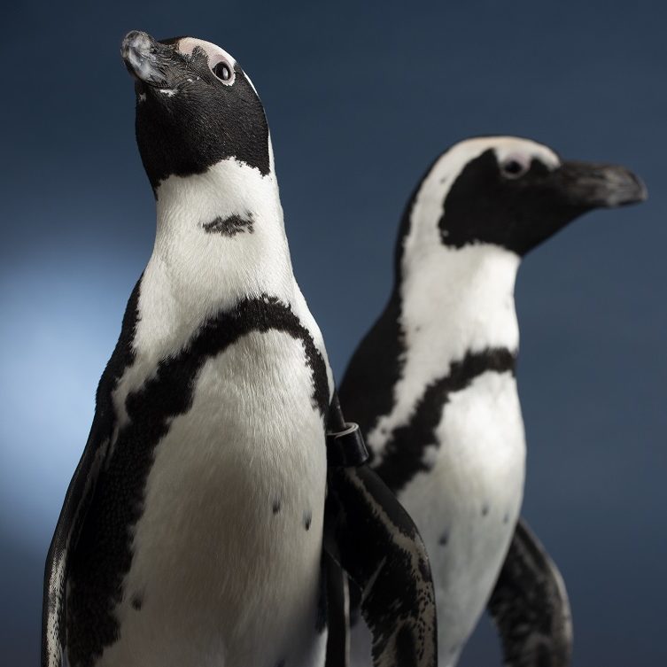 Two African Penguins against a blue backdrop