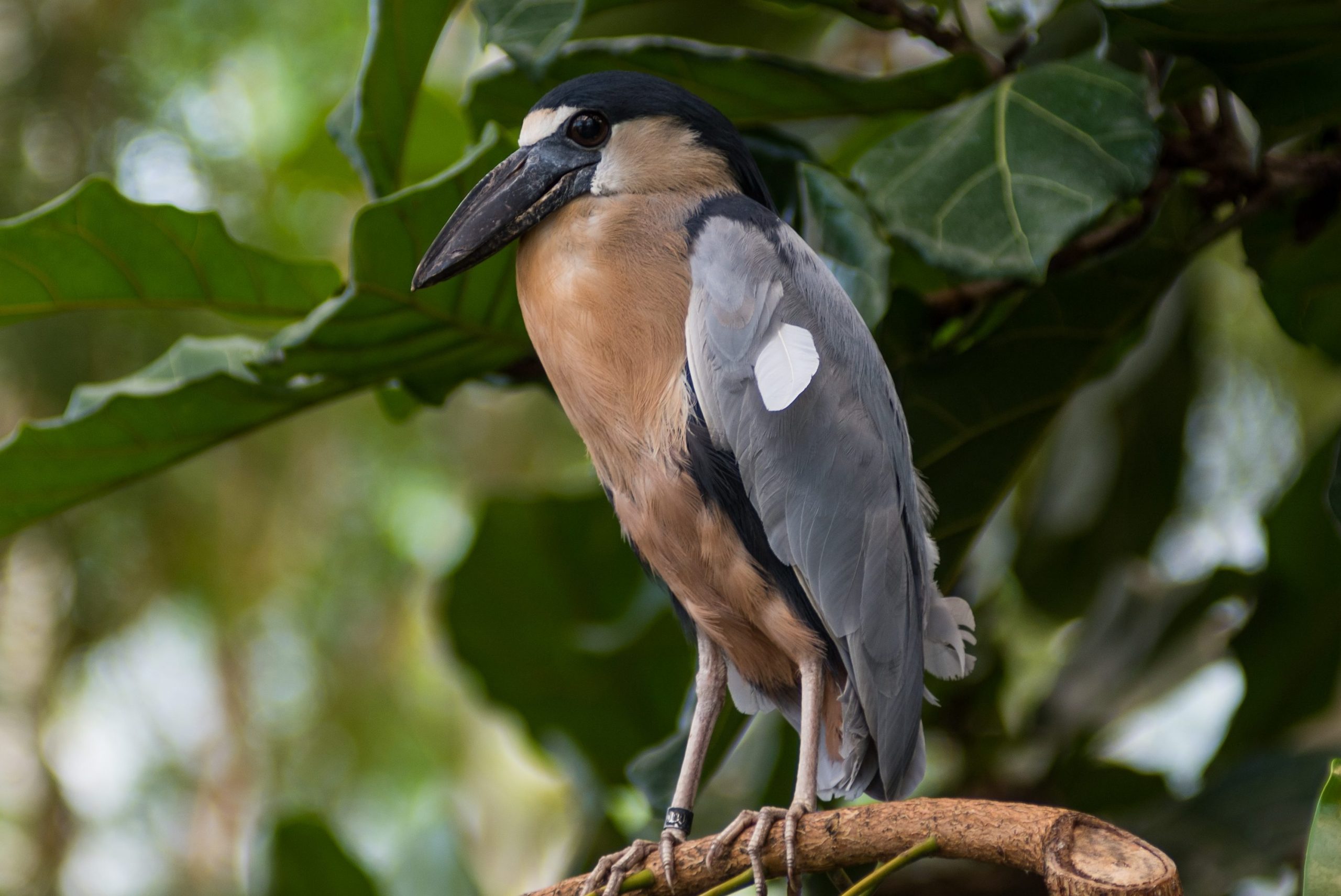 A Boat-billed Heron perched on a branch