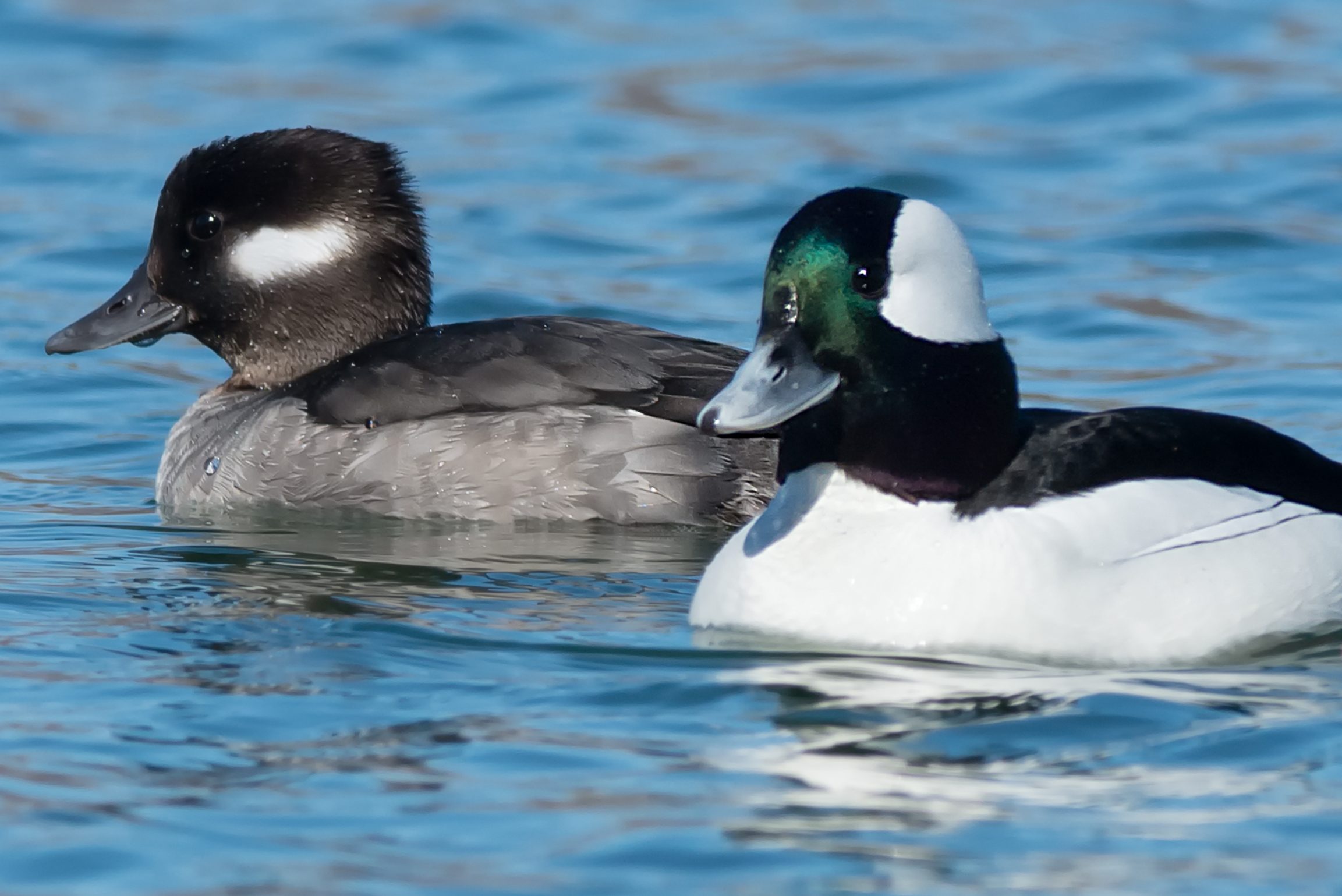 A male and female Bufflehead in the water