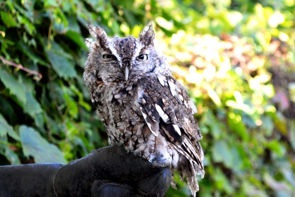 Eastern Screech-Owl