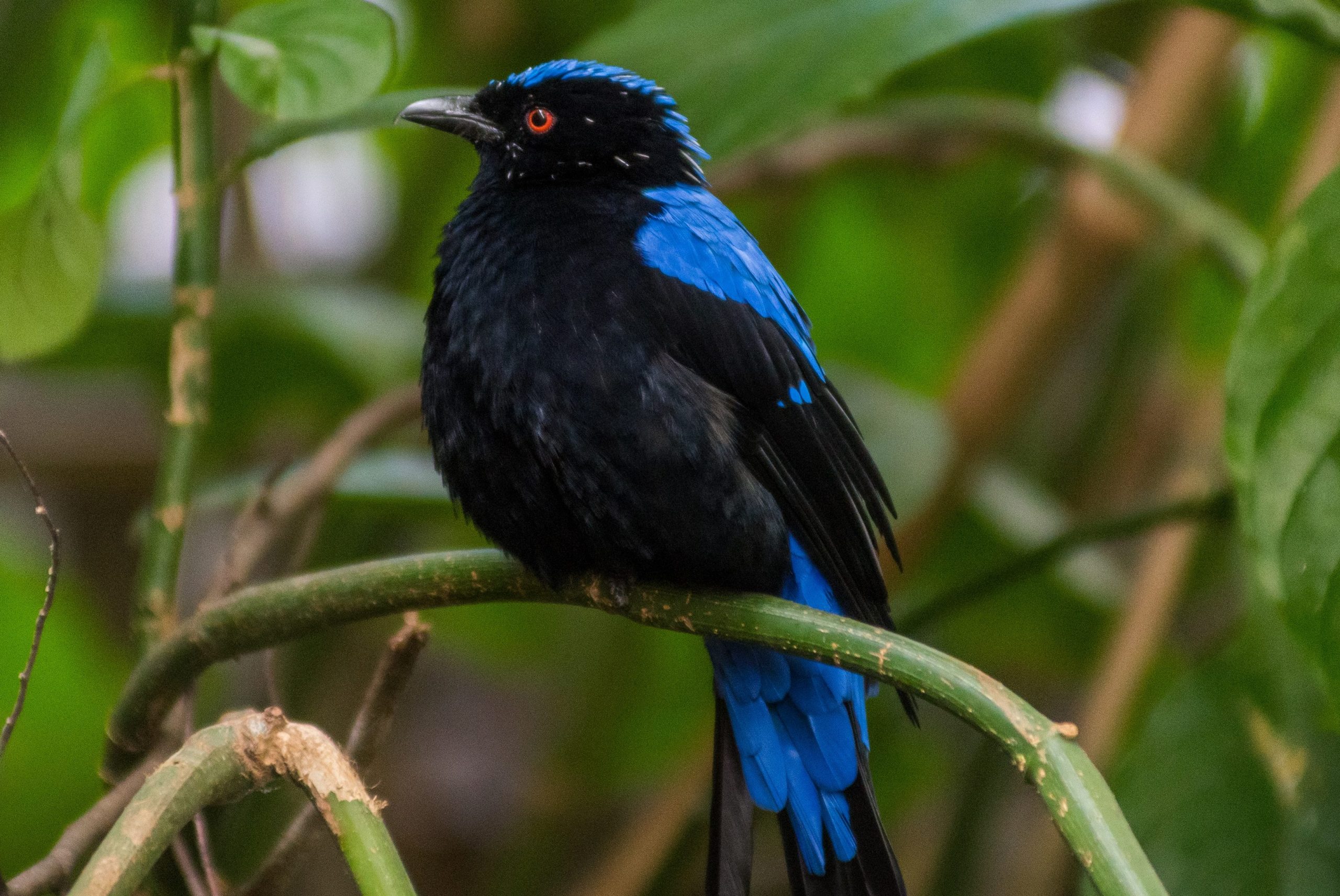 A Fairy Bluebird perched on a branch