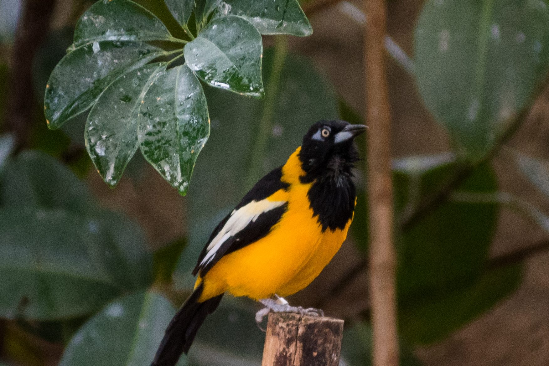 Venezuelan Troupial perched on a branch