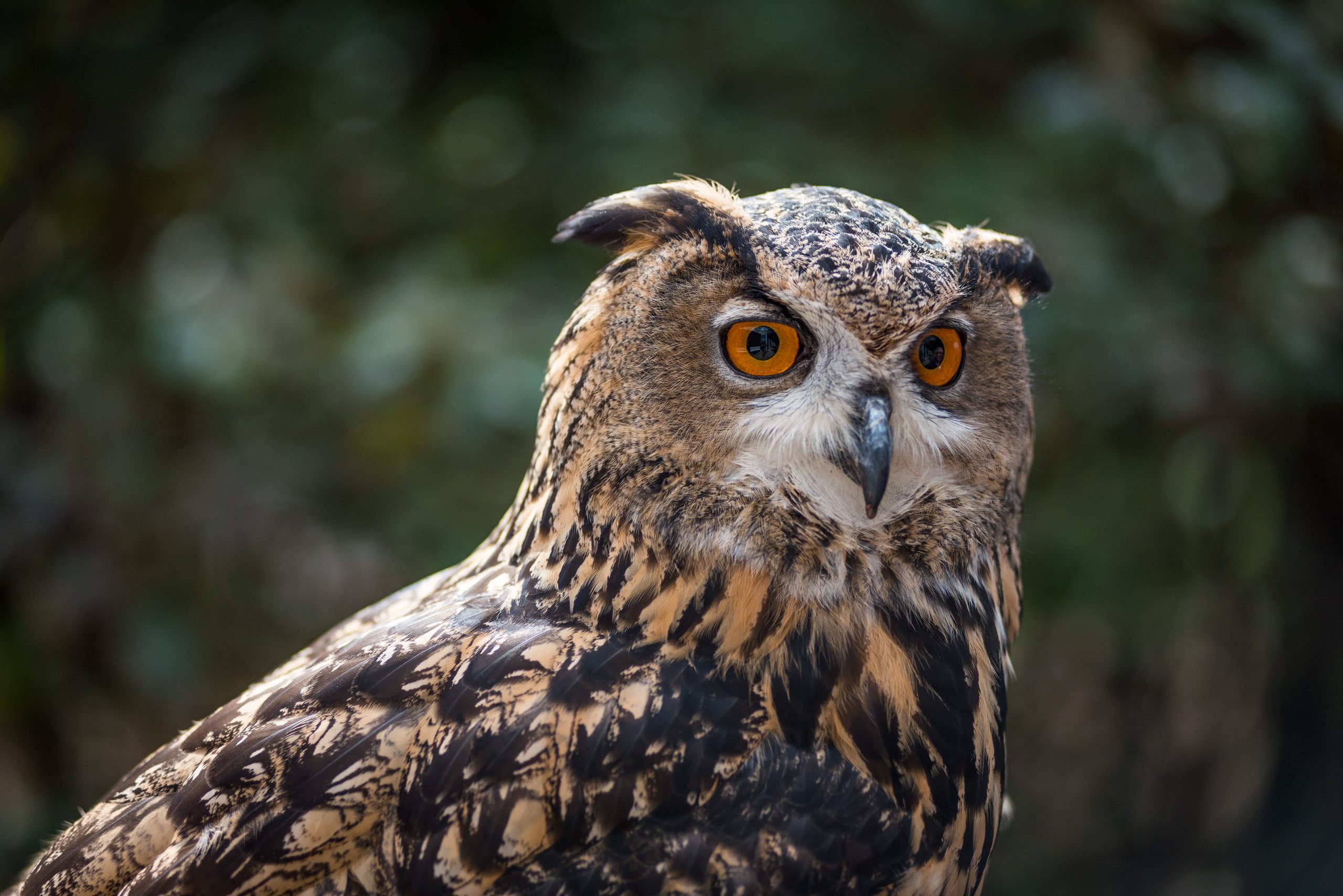 An Eurasian Eagle Owl