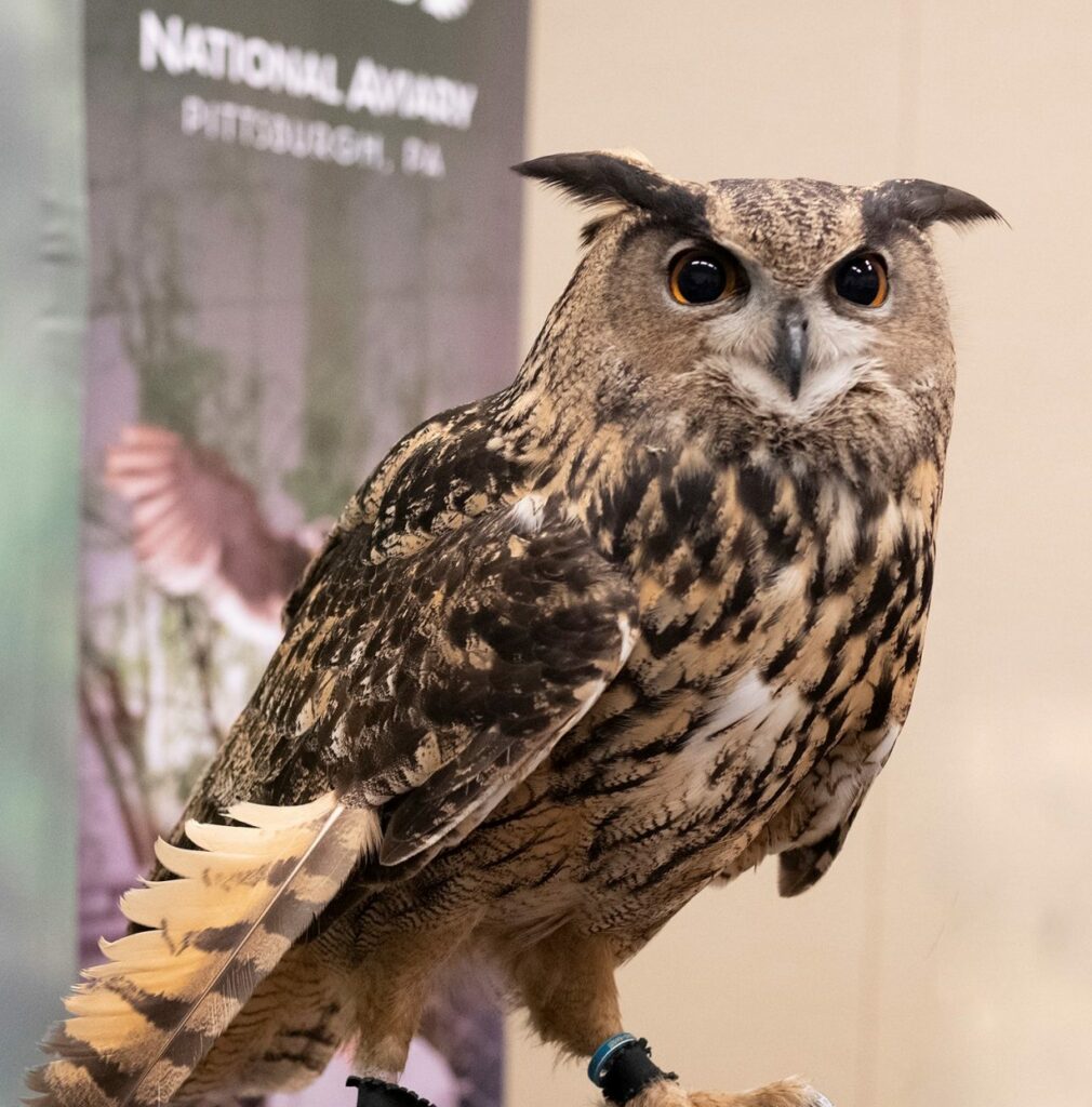 Boy holding an Eurasian Eagle Owl