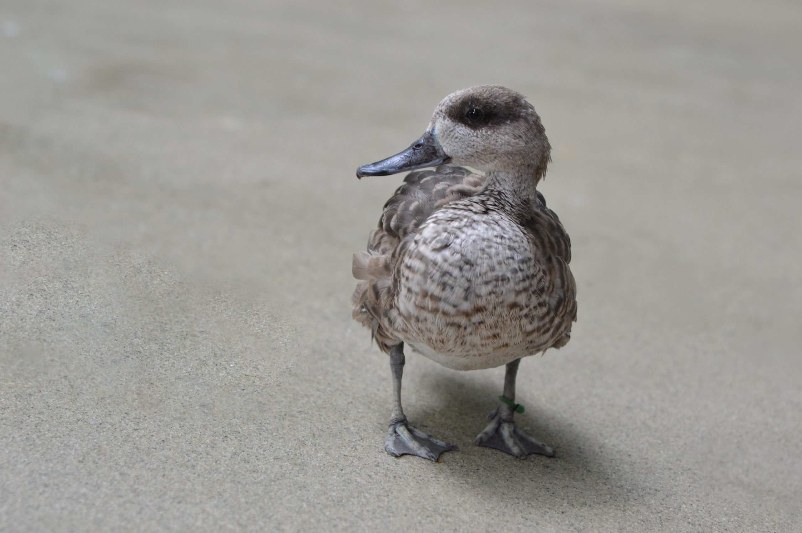 A Marbled Teal