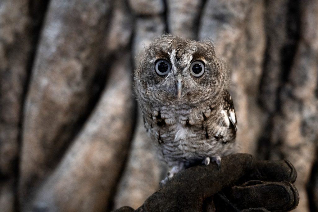 An Eastern Screech-Owl on a glove