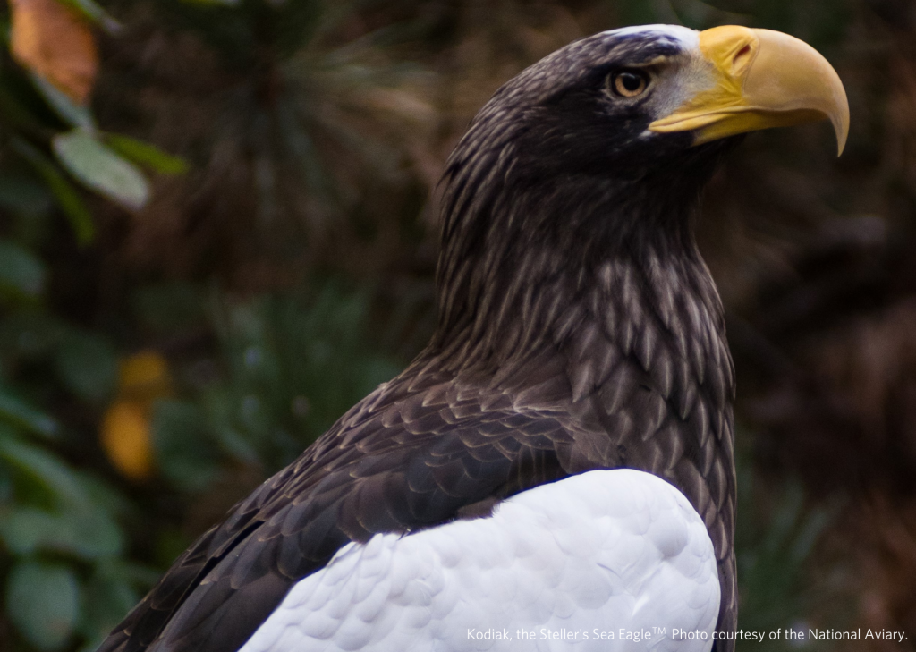 Steller's Sea Eagle