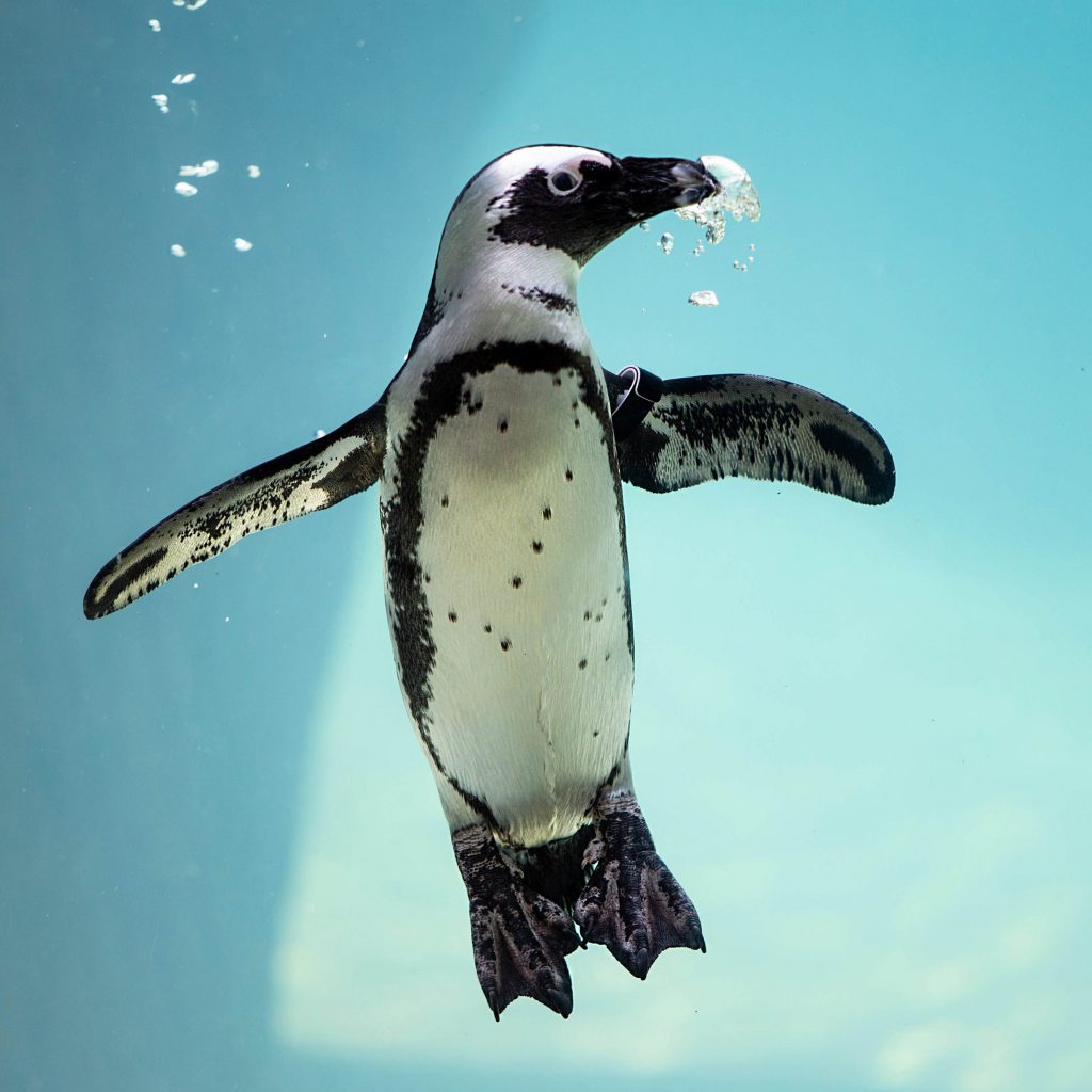 An African Penguin swimming underwater