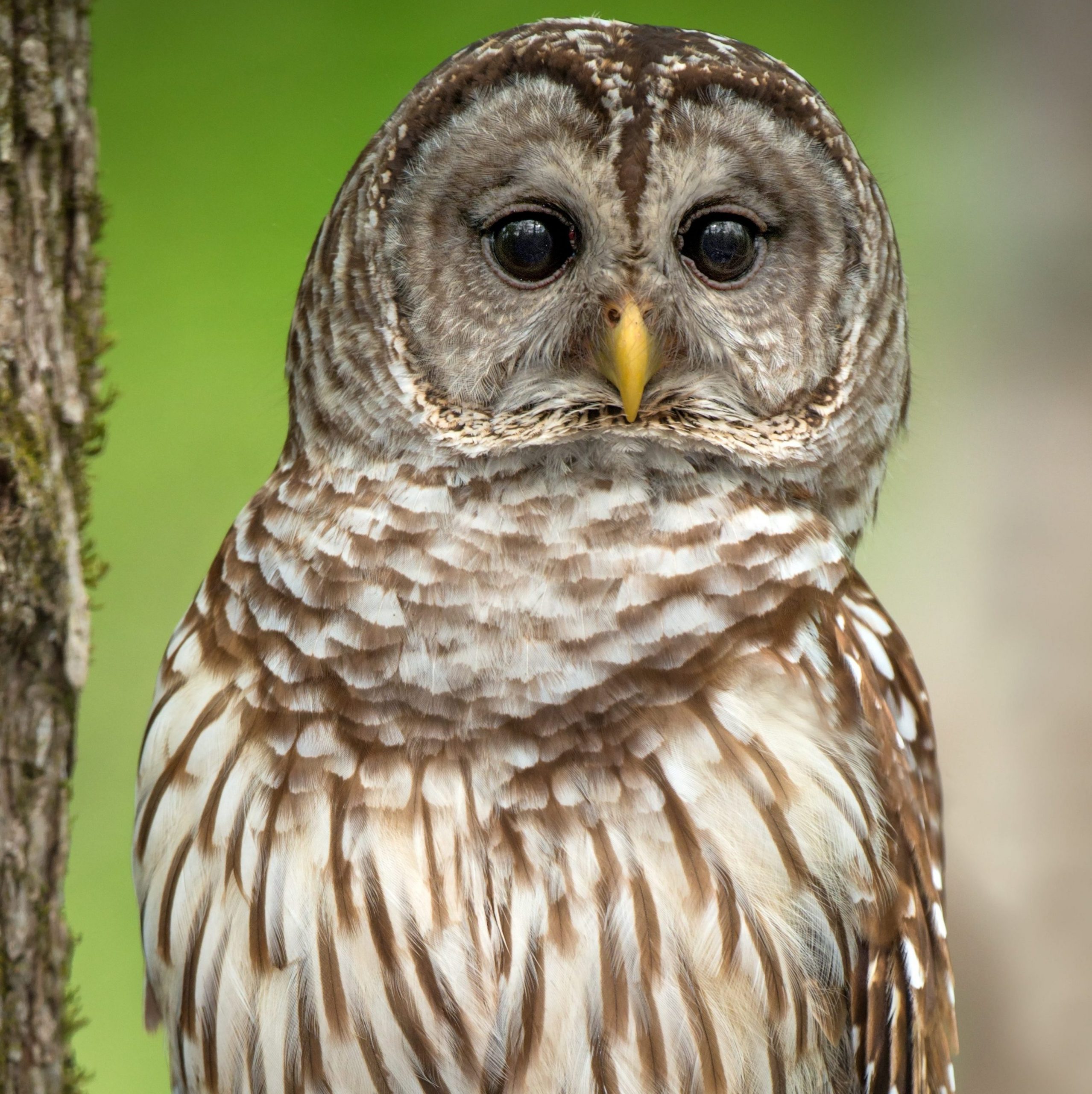 Headshot of a Barred Owl