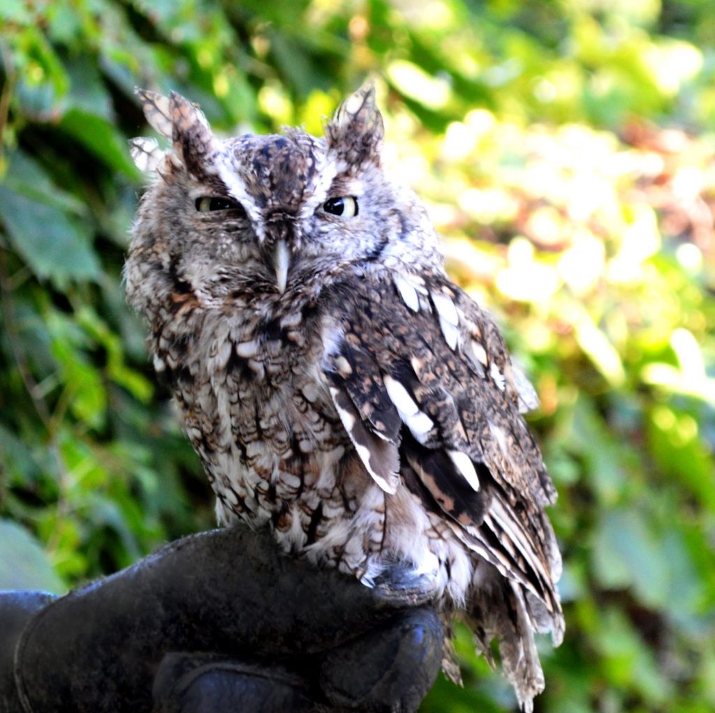 Eastern Screech-Owl