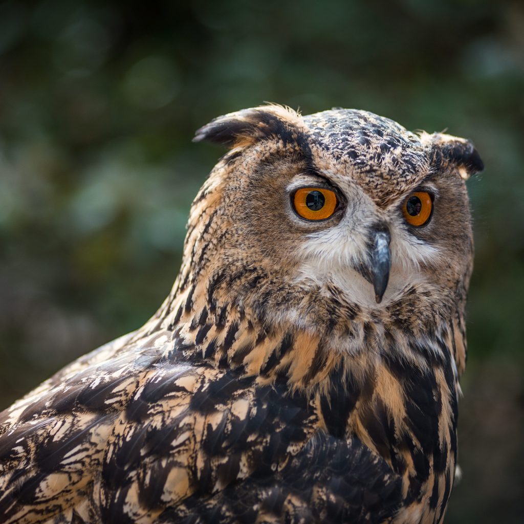 An Eurasian Eagle Owl