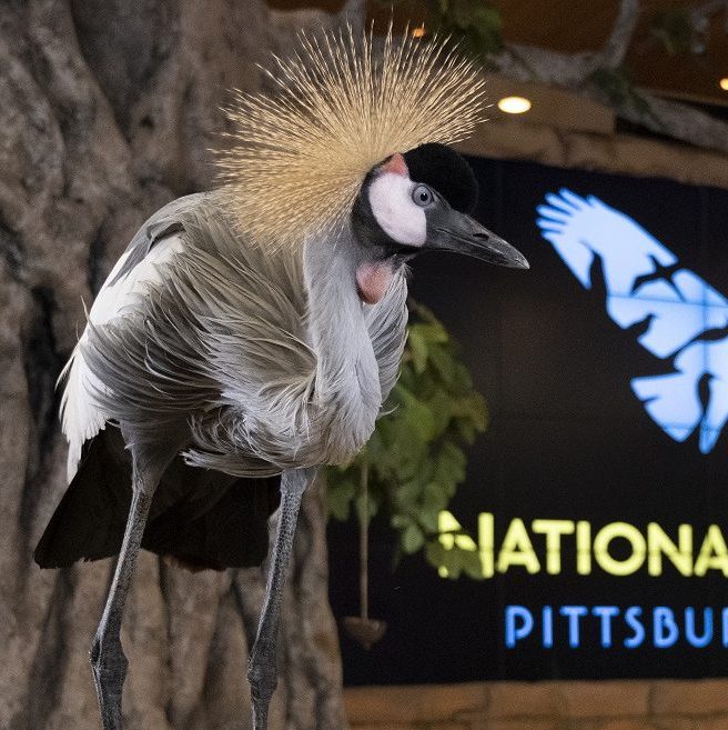 A grey crowned-crane perches on a rock with National Aviary logo in background