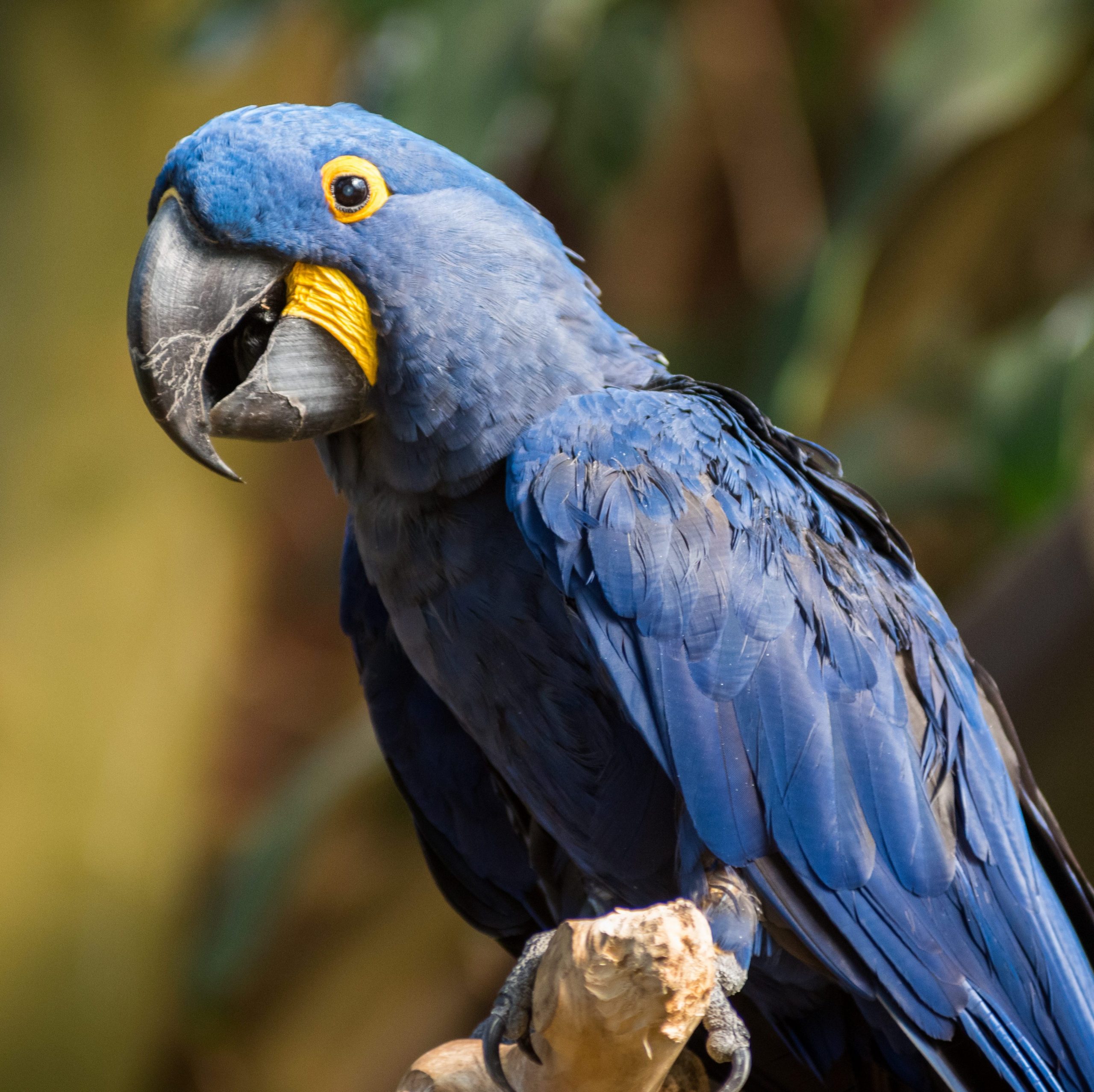 Hyacinth Macaw perched on a branch