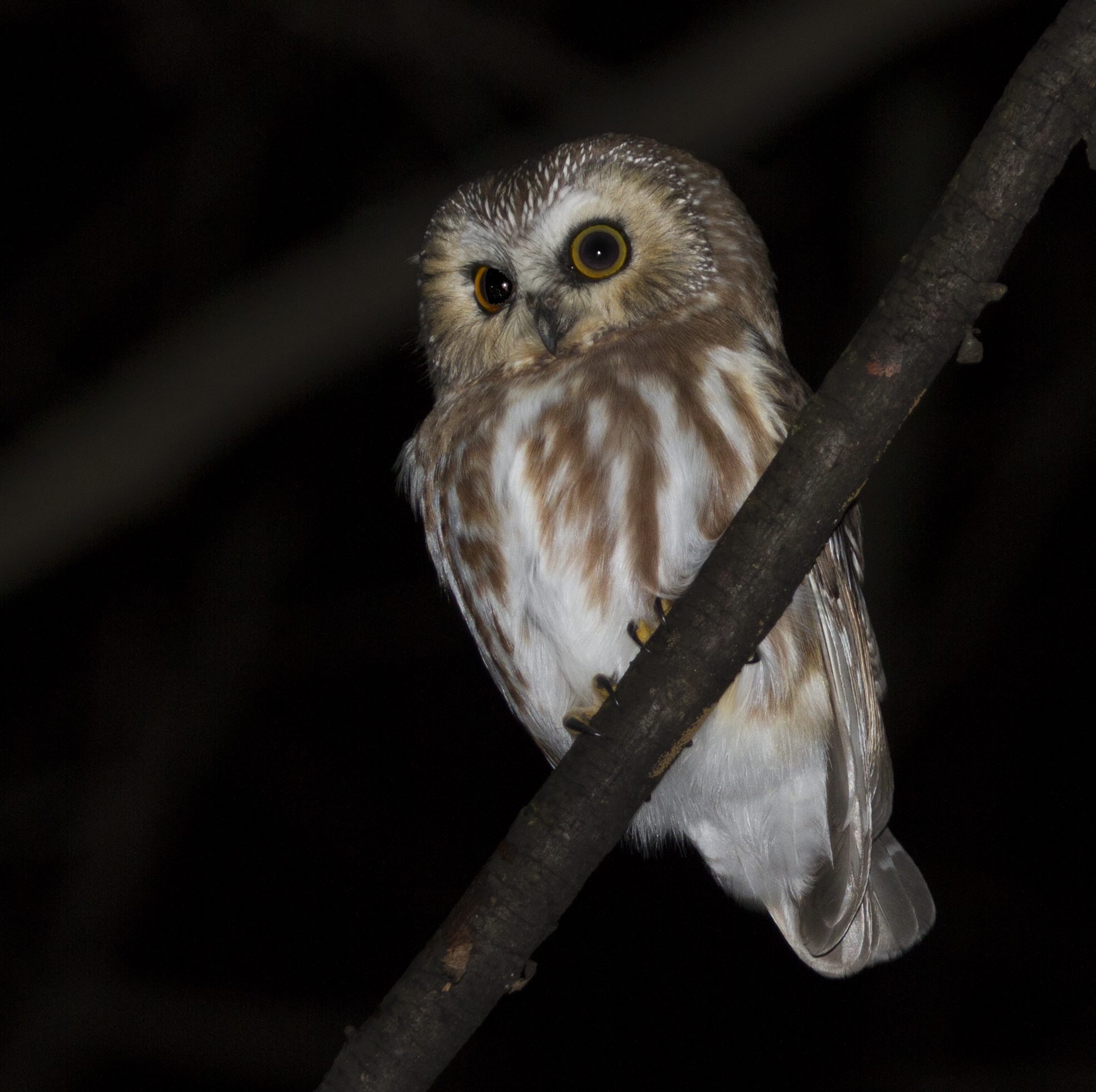 A Northern Saw-whet Owl