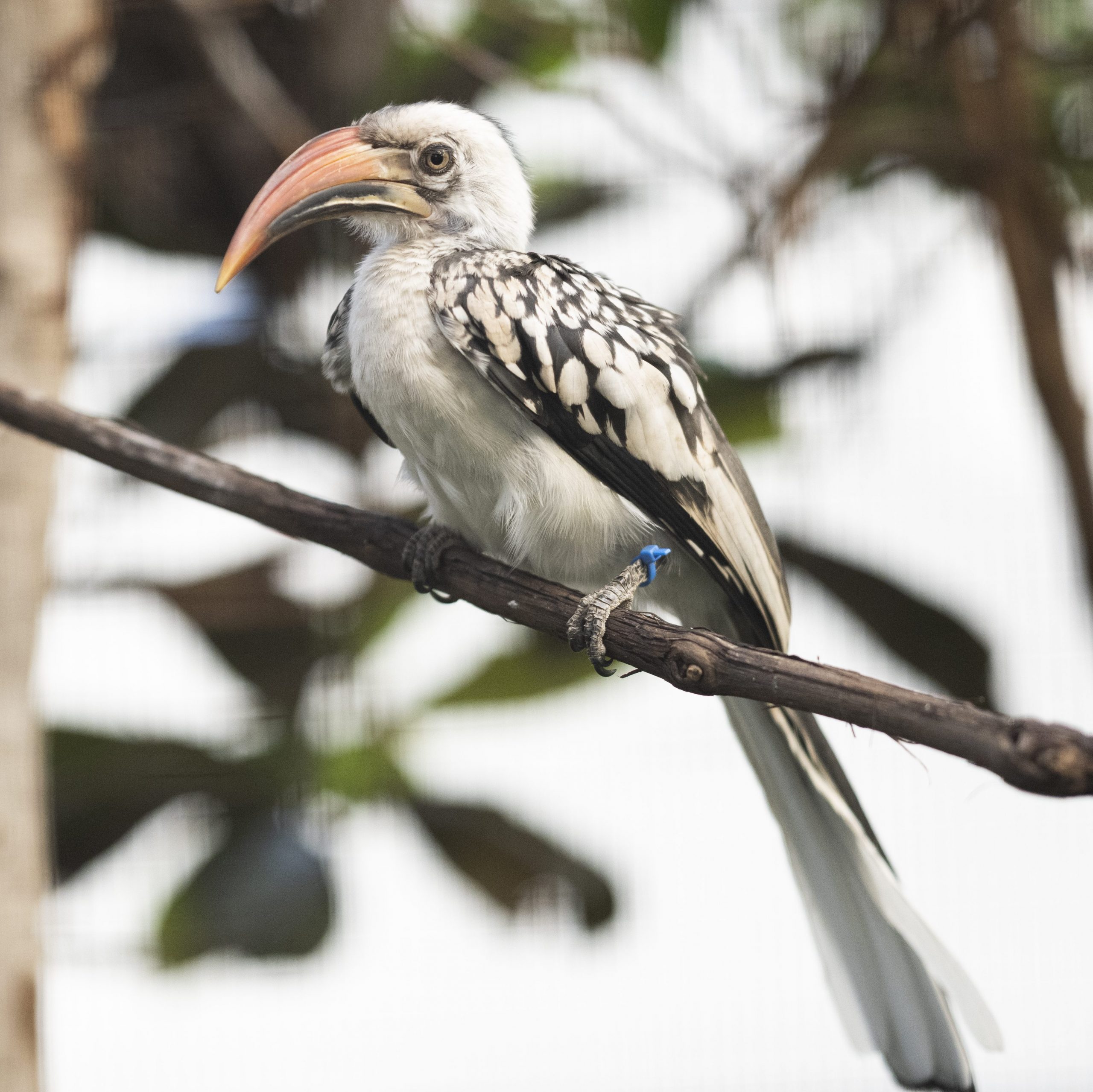 A Red-billed Hornbill perched on a branch