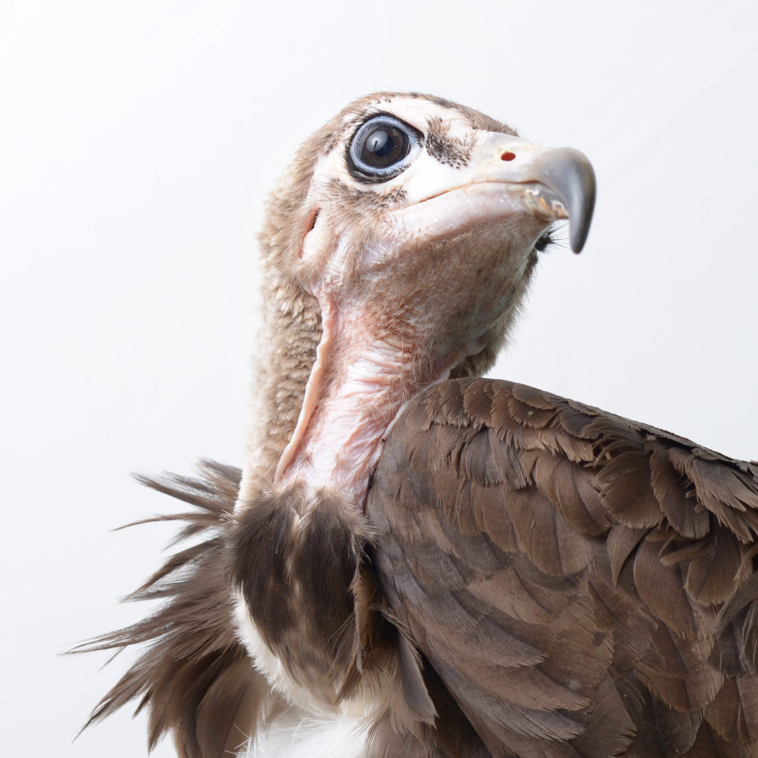 A Hooded Vulture