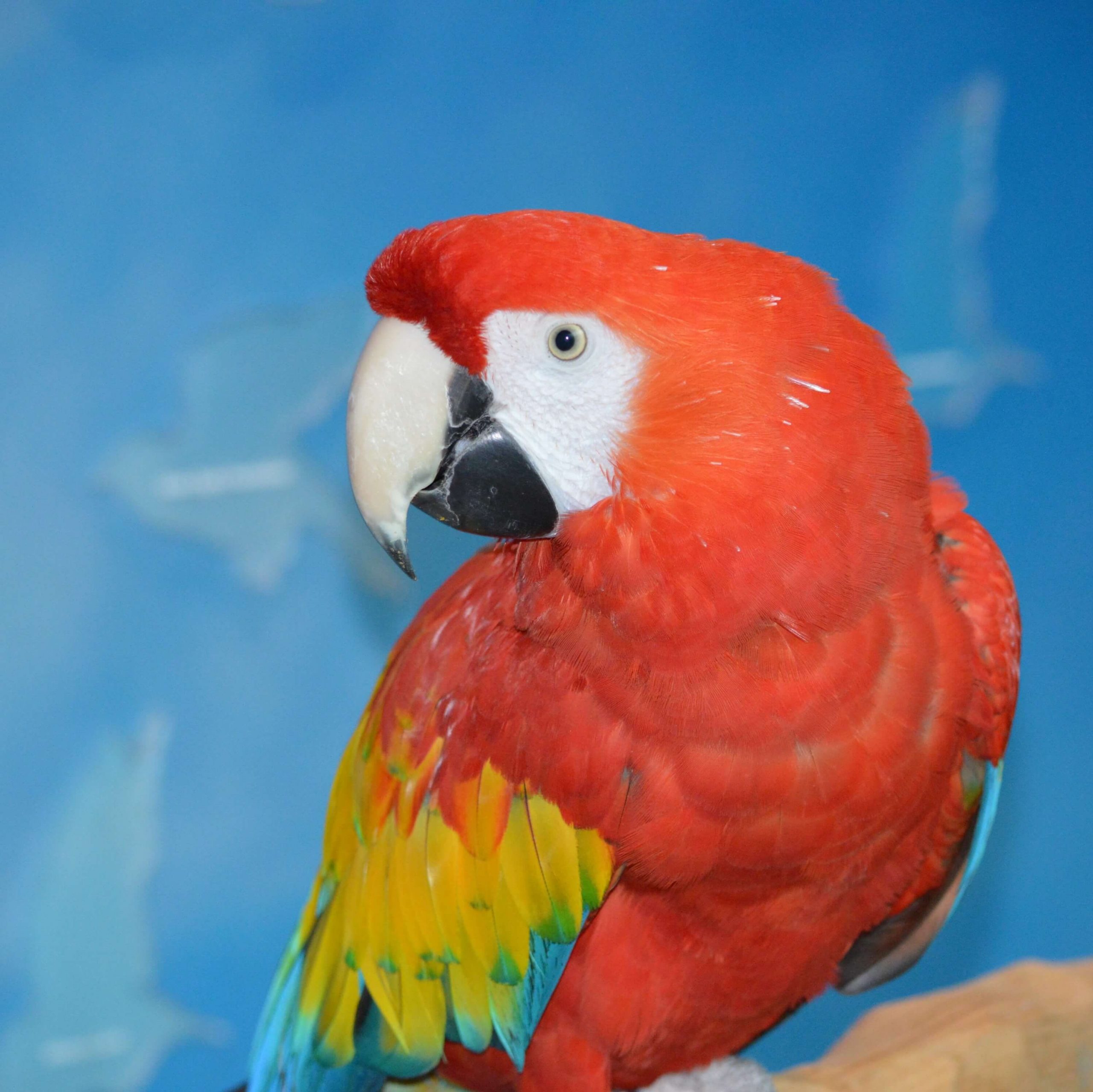 A Scarlet Macaw