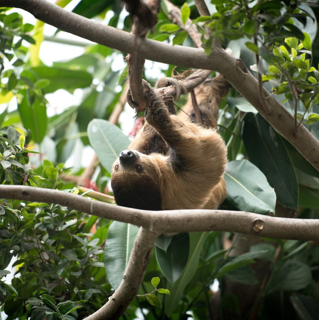 A Linnaeus's Two-toed Sloth hanging upside down on a branch