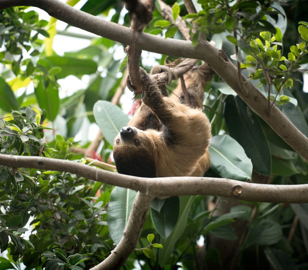 A Linnaeus's Two-toed Sloth hanging upside down on a branch