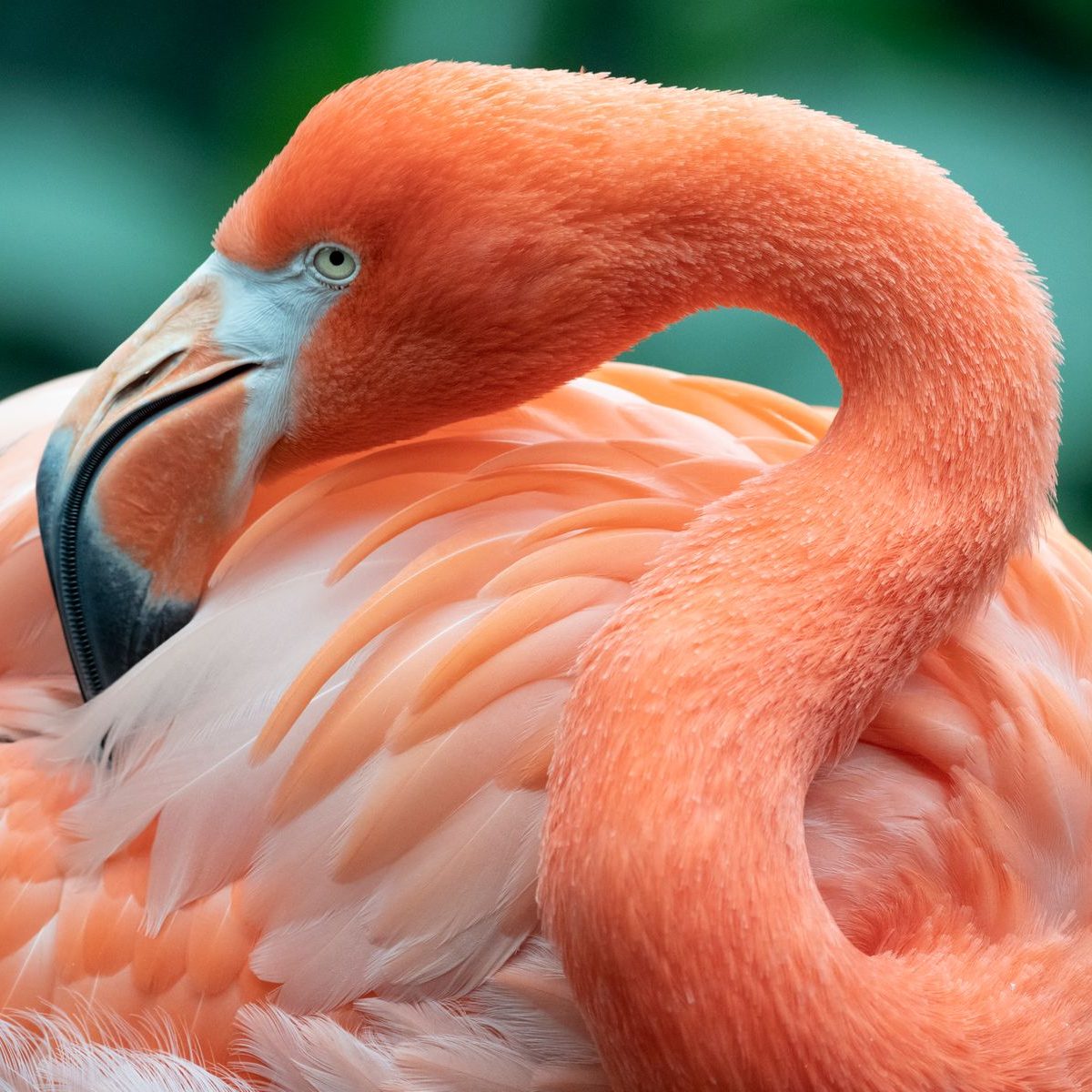 American Flamingo preening itself