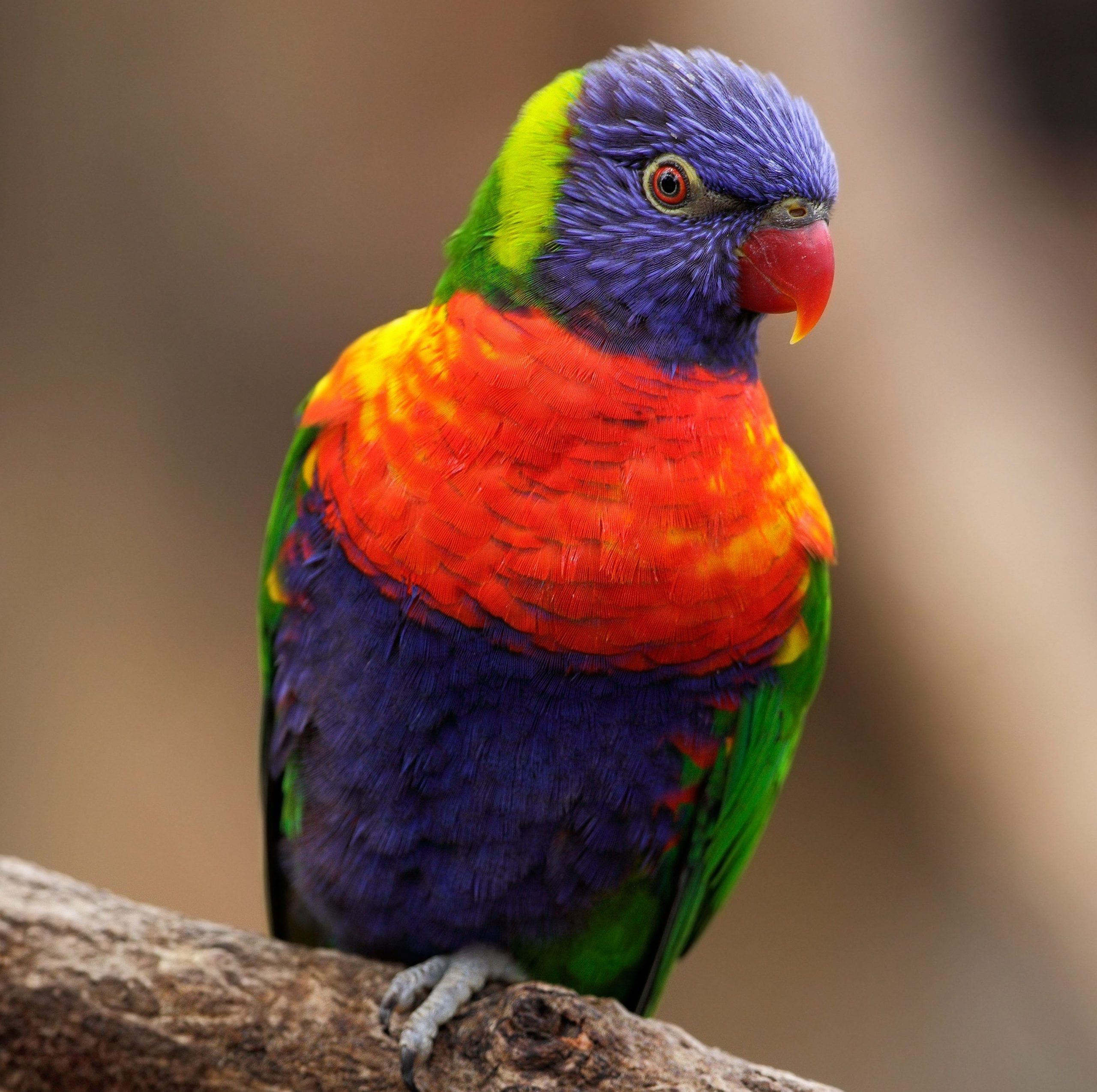 Rainbow Lorikeet perched on a branch