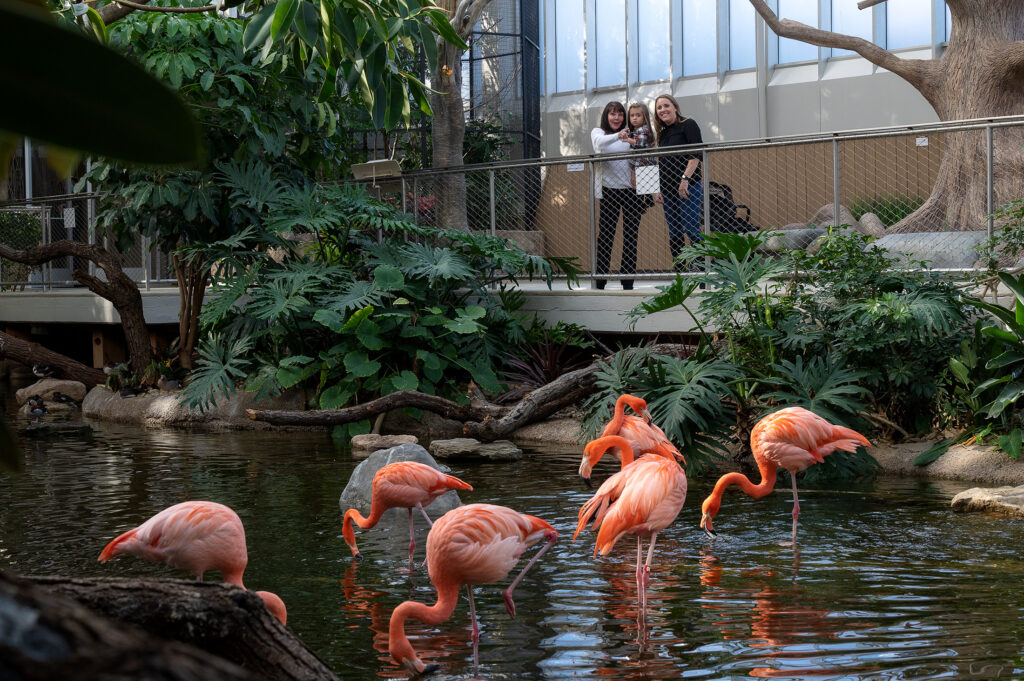 Flamingos in the Wetlands