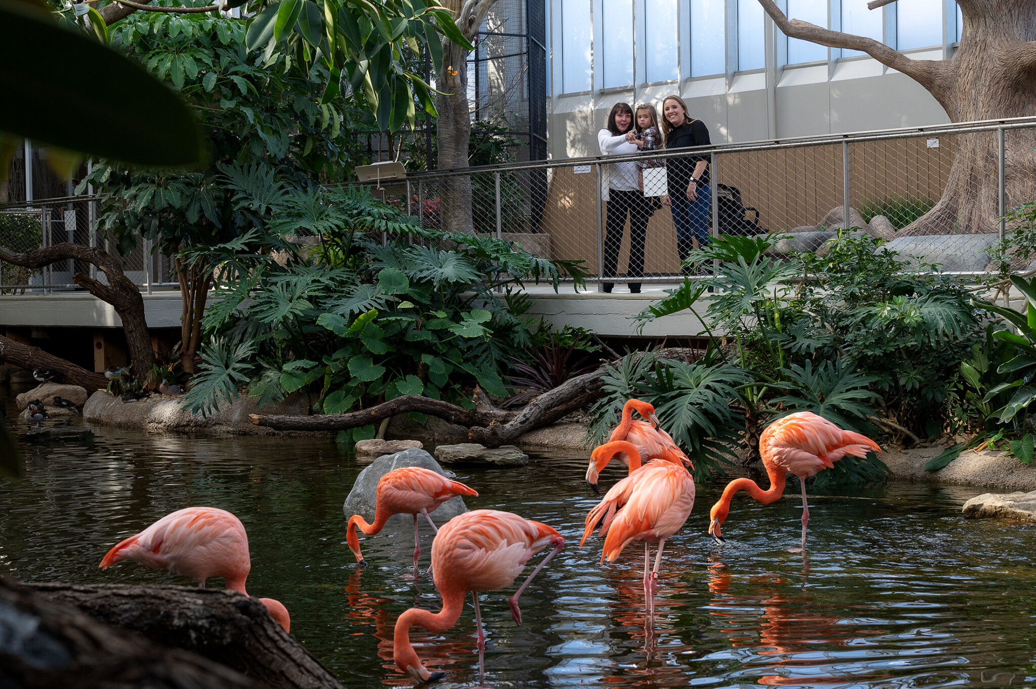 Flamingo Fest National Aviary