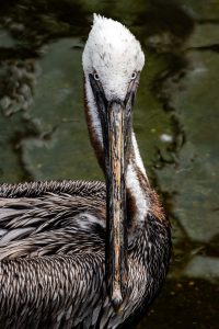 Photo of a Brown Pelican