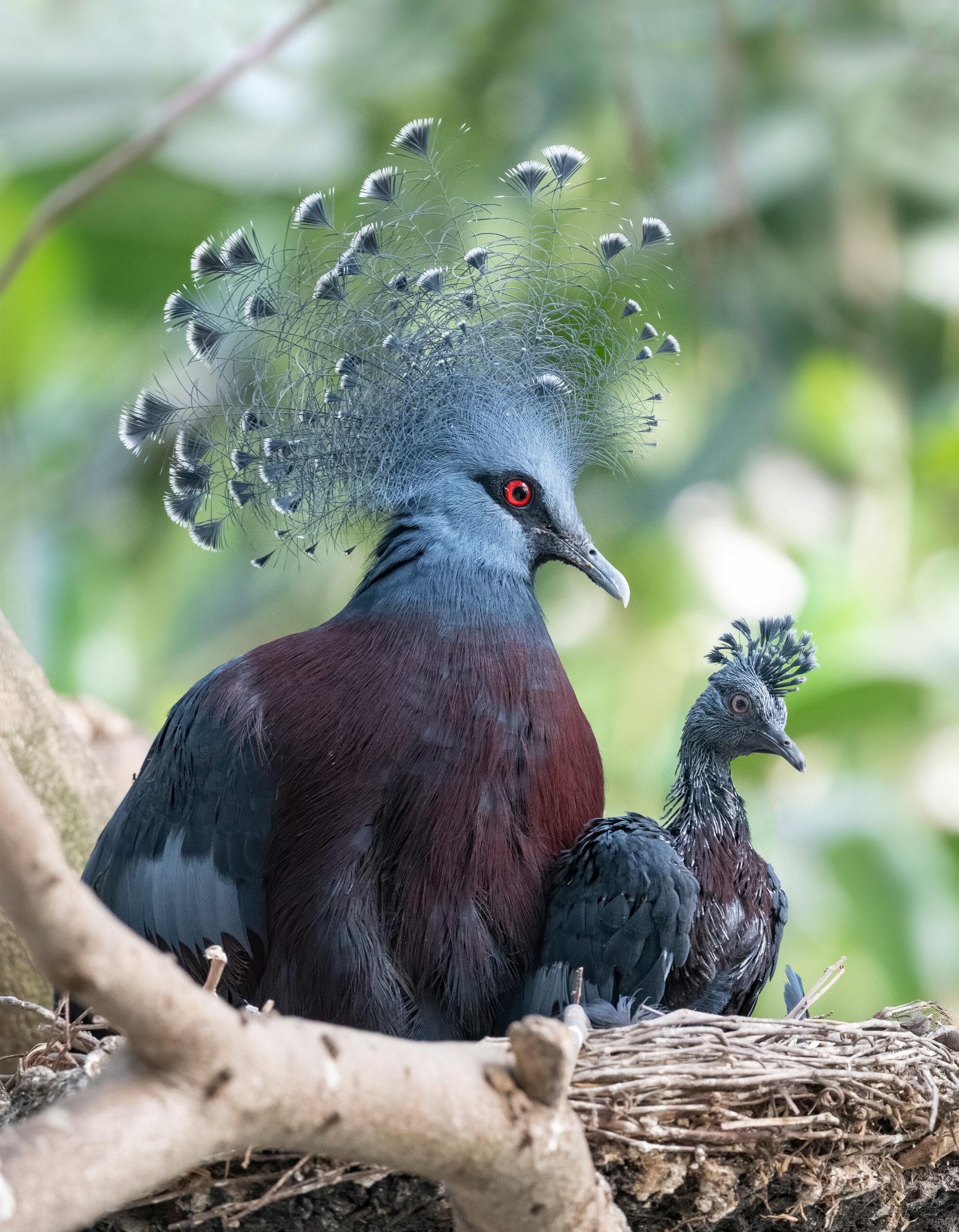 Victoria Crowned Pigeon in the nest with a chick