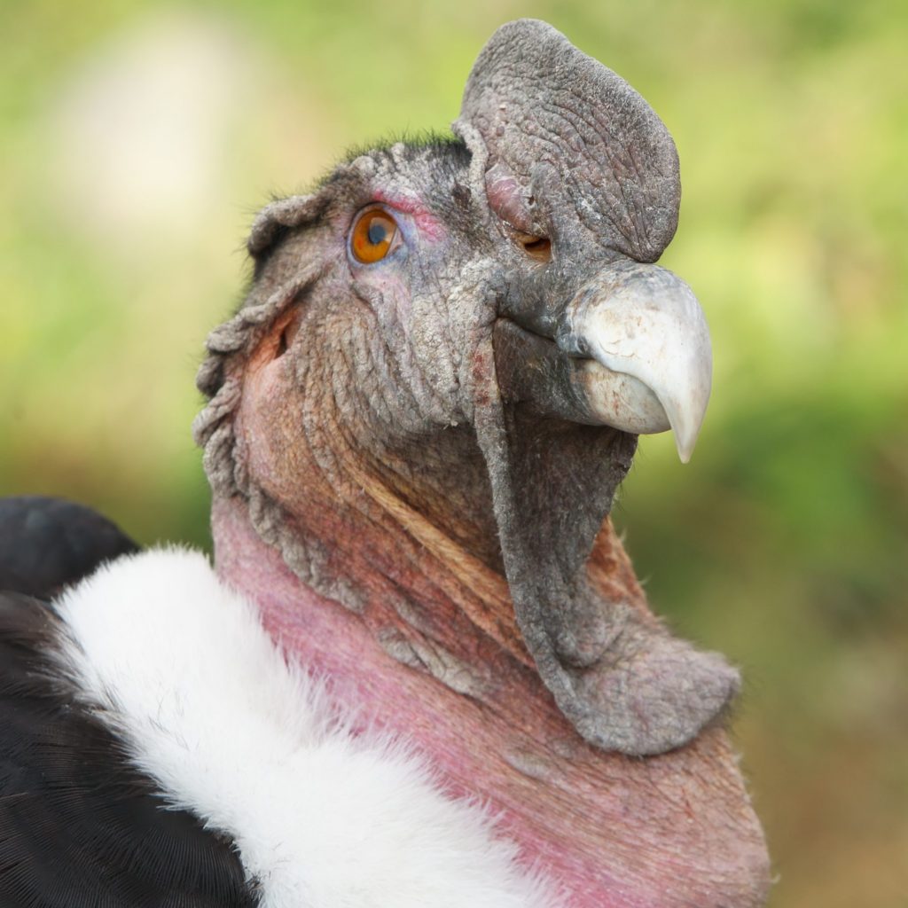 Headshot of a male Andean Condor