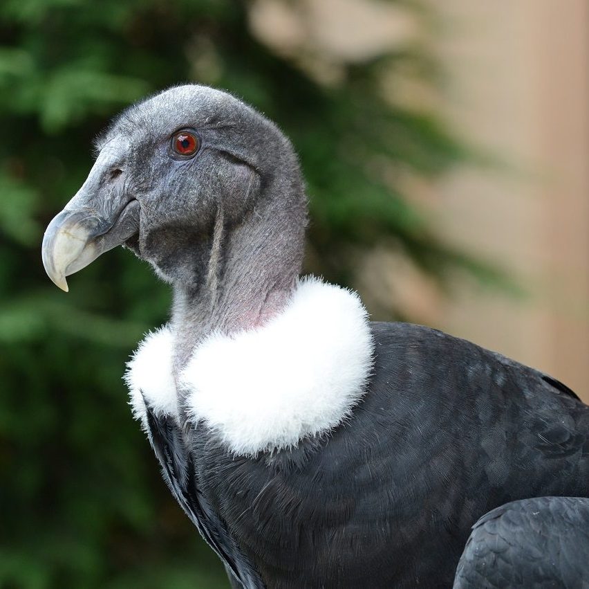 Headshot of a female Andean Condor