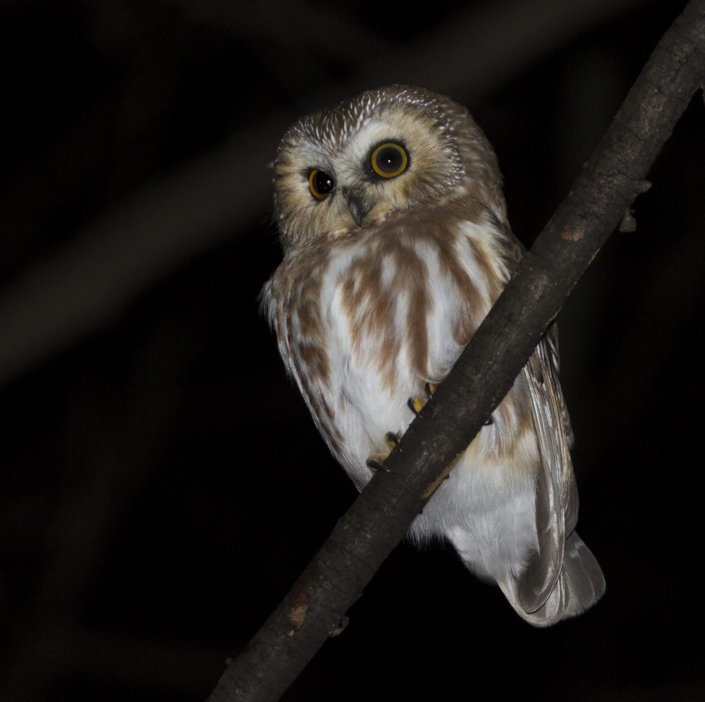 A Northern Saw-whet Owl