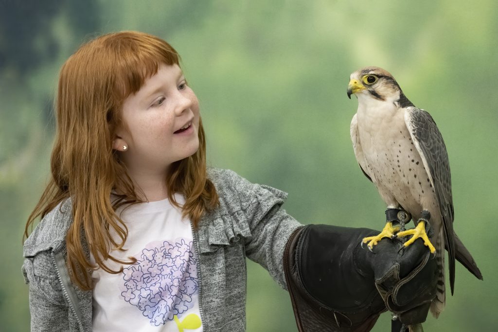 A young girl looks at a Lanner Falcon she's holding on her gloved arm
