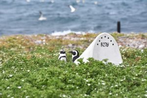 African Penguins in South Africa using artificial nest burrow