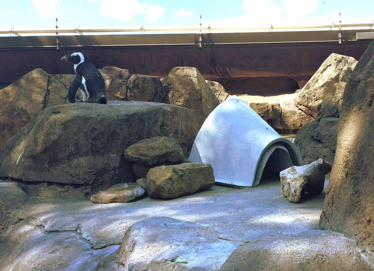 African Penguin at National Aviary near artificial nest burrow in Penguin Point