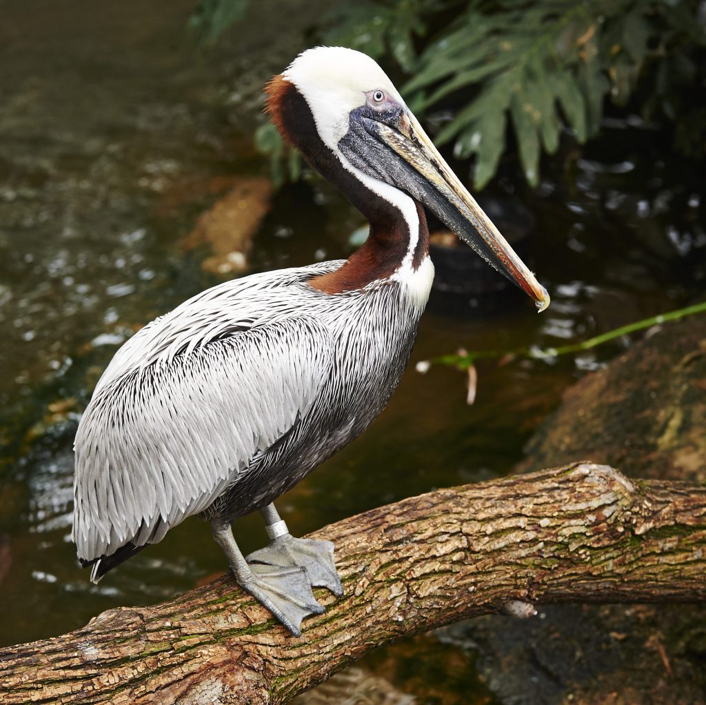 A Brown Pelican on a branch