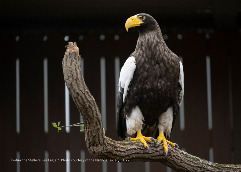 A Steller's Sea Eagle perched on a branch